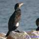 Cormorano